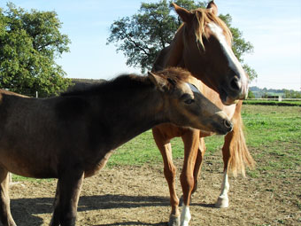 ferme equestre de lupiac